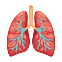 anatomico umano polmoni illustrazione su bianca sfondo vettore