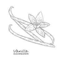 collezione di vaniglia fiori e vaniglia bastoni. schizzo, grafico illustrazione vettore
