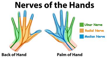 Diagramma che mostra i nervi delle mani vettore