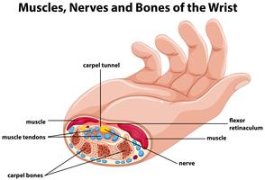 Diagramma che mostra la mano umana con muscoli e nervi vettore