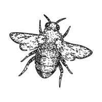 fiore ape schizzo mano disegnato vettore