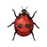 amore coccinella schizzo mano disegnato vettore