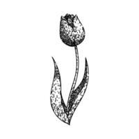 campo tulipano schizzo mano disegnato vettore