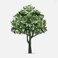 albero isolato su sfondo bianco. utilizzare per la progettazione del paesaggio, decorativo architettonico. idea di un parco e di un oggetto all'aperto. vettore. vettore