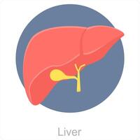 fegato e anatomia icona concetto vettore