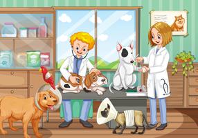 Due veterinari che lavorano nell&#39;ospedale per animali vettore