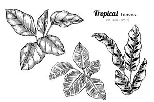 Insieme della raccolta delle foglie tropicali che disegnano illustrazione. vettore