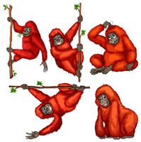 orangutan vettore