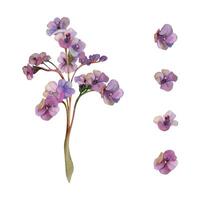 mano disegnato acquerello illustrazione squallido boho botanico fiori. bergenia lungwort polmonare angelonia bacopa eliotropio, mare lavanda. singolo oggetto isolato su bianca. design nozze, amore carte vettore