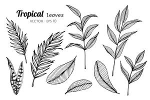 Insieme della raccolta delle foglie tropicali che disegnano illustrazione. vettore