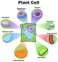 Diagramma che mostra la cellula vegetale vettore