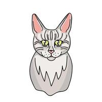 grigio gatto, animale domestico. illustrazione per stampa, sfondi, coperture e confezione. Immagine può essere Usato per saluto carte, manifesti, adesivi e tessile. isolato su bianca sfondo. vettore