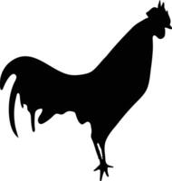 Gallo chiken vettore