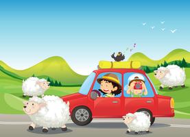 La macchina rossa e le pecore alla strada vettore