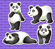 Set di panda vettore