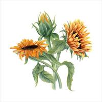 mazzo con tre bellissimo girasoli. giallo arancia estate fiori su stelo con le foglie. fiore testa, germoglio. campo fiori selvatici. acquerello illustrazione per saluti, invito. vettore