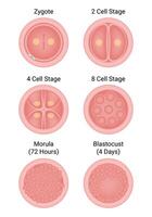 zigote cellula palcoscenico scienza design vettore illustrazione diagramma
