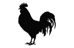 cazzo Gallo silhouette nero vettore isolato su un' bianca sfondo, Gallo nero clipart