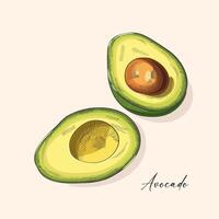 avocado. mano disegnato acquerello la pittura. vettore illustrazione.