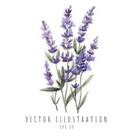 lavanda acquerello per nozze invito elemento isolato su bianca sfondo. vettore illustrazione