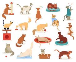 cartone animato gatti. carino gattino personaggi, divertente soffice giocoso gatti, pedigree razze animali domestici, adorabile gattino animali domestici vettore illustrazione icone impostato