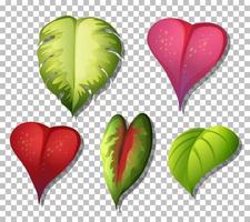 set di varietà di piante tropicali foglie su sfondo griglia vettore