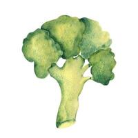 acquerello broccoli verdura. mano dipinto illustrazione nel Vintage ▾ stile. vettore