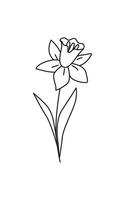 lineare Narciso isolato su bianca. lineare primavera fiore. botanico disegno. grande per saluto carte, sfondi, tatuaggio. donna di giorno, La madre di giorno, nozze. linea arte. colorazione libro. vettore