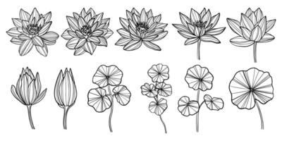mano disegnato loto fiori impostare. schema vettore illustrazione.