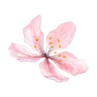 leggero rosa acquerello vettore mandorla fiore, fioritura ciliegia albero, sakura petali botanico illustrazione