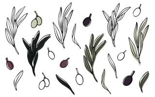 vettore oliva albero ramo con le foglie e olive frutta. mano dipinto schema floreale illustrazione con colore sfondo per logo, pacchetto disegno, saluti, sfondi, Stampa, tessuto