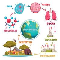 set di cartoni animati gerarchia biologica vettore