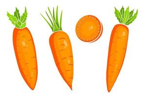 insieme di carota. carote fresche e fette. in stile cartone animato. vettore