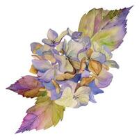 mano disegnato acquerello illustrazione squallido boho botanico fiori le foglie. ortensia hortensia viola secco infiorescenza steli. composizione isolato su bianca sfondo. design nozze, amore carte vettore