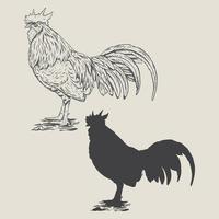 illustrazione disegnata a mano di pollo vintage vettore