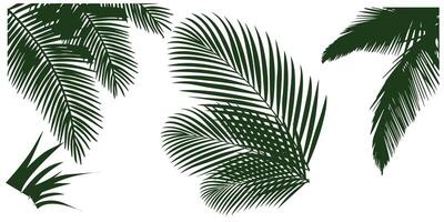 vettore impostato di Noce di cocco foglia e palma albero cornici. per estate vacanza e natura design elementi