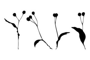 tiglio Tilia impronta , ramo seme nero sagome avvicinamento, isolato su bianca sfondo impostare. vettore