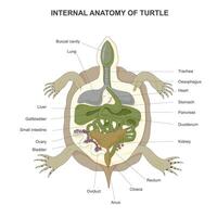 interno anatomia di tartaruga isolato su bianca sfondo. tartaruga anatomia. vettore illustrazione.