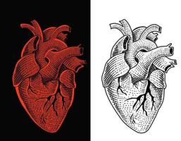 illustrazione vettoriale cuore umano con incisione style