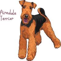 vettore schizzo cane airedale terrier razza