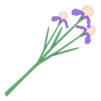 iris fiori isolato su bianca sfondo. mano disegnare illustrazione per saluto carte, stampa e altro design progetti.colorati vettore illustrazione eps 10