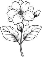 gelsomino fiore linea disegni, mano dipinto gelsomino parete arte, bianca gelsomino fiore botanico parete arte, semplice gelsomino disegno, Gerdania azione schema disegno, gelsomino linea arte, mano disegnato gelsomini arte vettore