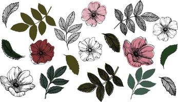 rosa anca, rosa canina. vettore selvaggio rosa fiori , medicinale erba linea arte disegno. schema grafico illustrazione con bianca e colorato sostegno. schizzo per logo, tatuaggio, nozze design