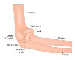 laterale epicondilo ulna raius omero scienza design vettore illustrazione diagramma