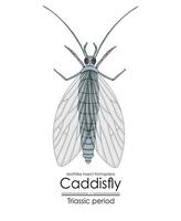 preistorico caddisfly falena insetto tricotteri, vettore