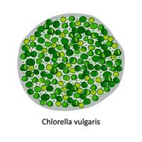clorella - un' genere di unicellulare verde alghe appartenente per il divisione clorofita. mano disegnato vettore illustrazione