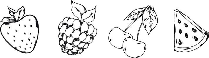 estate frutta e frutti di bosco linea vettore illustrazione banne lampone fragola ciliegia anguria succoso salutare pasto