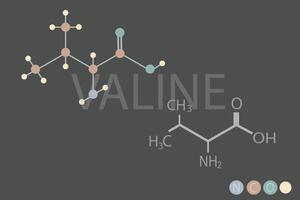 valina molecolare scheletrico chimico formula vettore