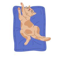 gatto addormentato su cuscino. gattino rilassante nel animale domestico letto, addormentato soffice animale domestico, addormentato gatto su accogliente cuscino piatto illustrazione. carino domestico animale domestico su bianca vettore