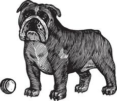 Britannico bulldog, un' cane con un' sfera, illustrazione. Vintage ▾ grafica e lavoro manuale. il cane sta vicino il palla e vuole per giocare con esso. collezione di animali domestici. vettore